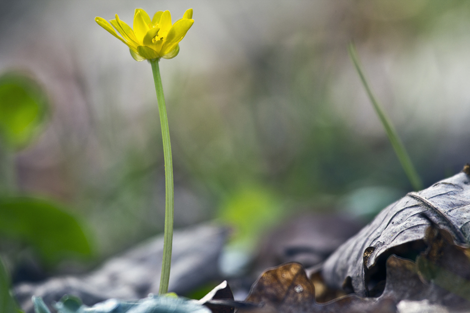 Gelber Fleck am Waldboden