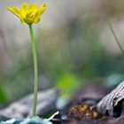 Gelber Fleck am Waldboden