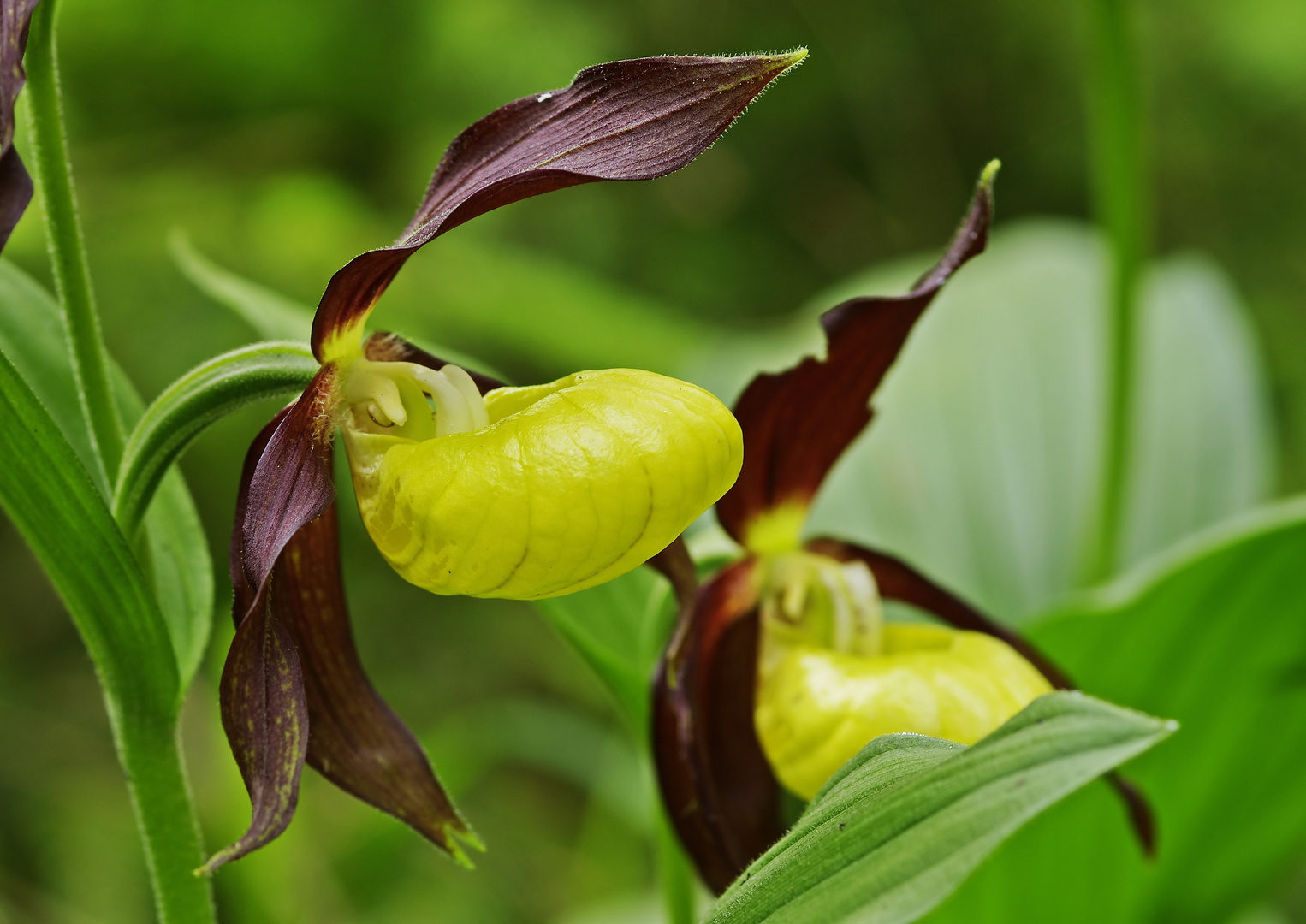 Gelber Frauenschuh - Blüte