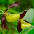 Gelber Frauenschuh - Blüte