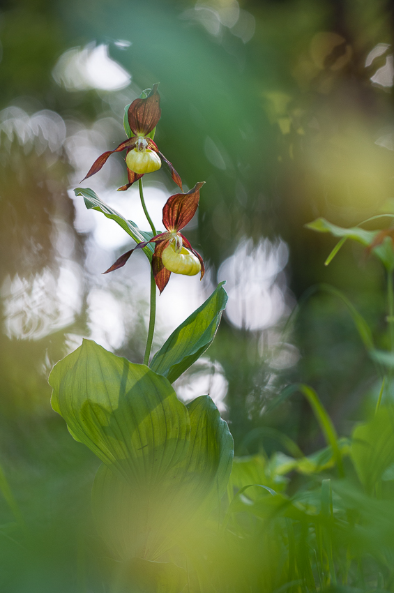 Gelber Frauenschuh (Cypripedium calceolum)