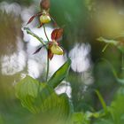 Gelber Frauenschuh (Cypripedium calceolum)