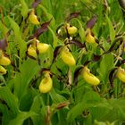 gelber Frauenschuh / Cypripedium calceolus