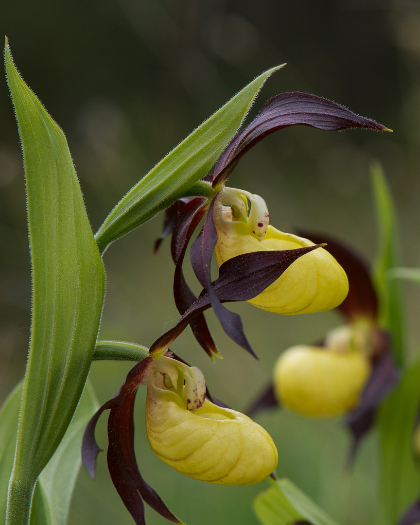 Gelber Frauenschuh (Cypripedium calceolus) - 1