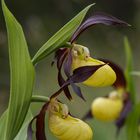 Gelber Frauenschuh (Cypripedium calceolus) - 1