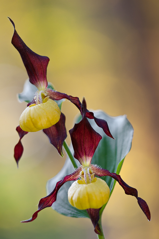 Gelber Frauenschuh - Cypripedium calceolus