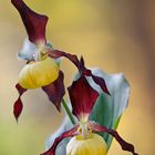 Gelber Frauenschuh - Cypripedium calceolus