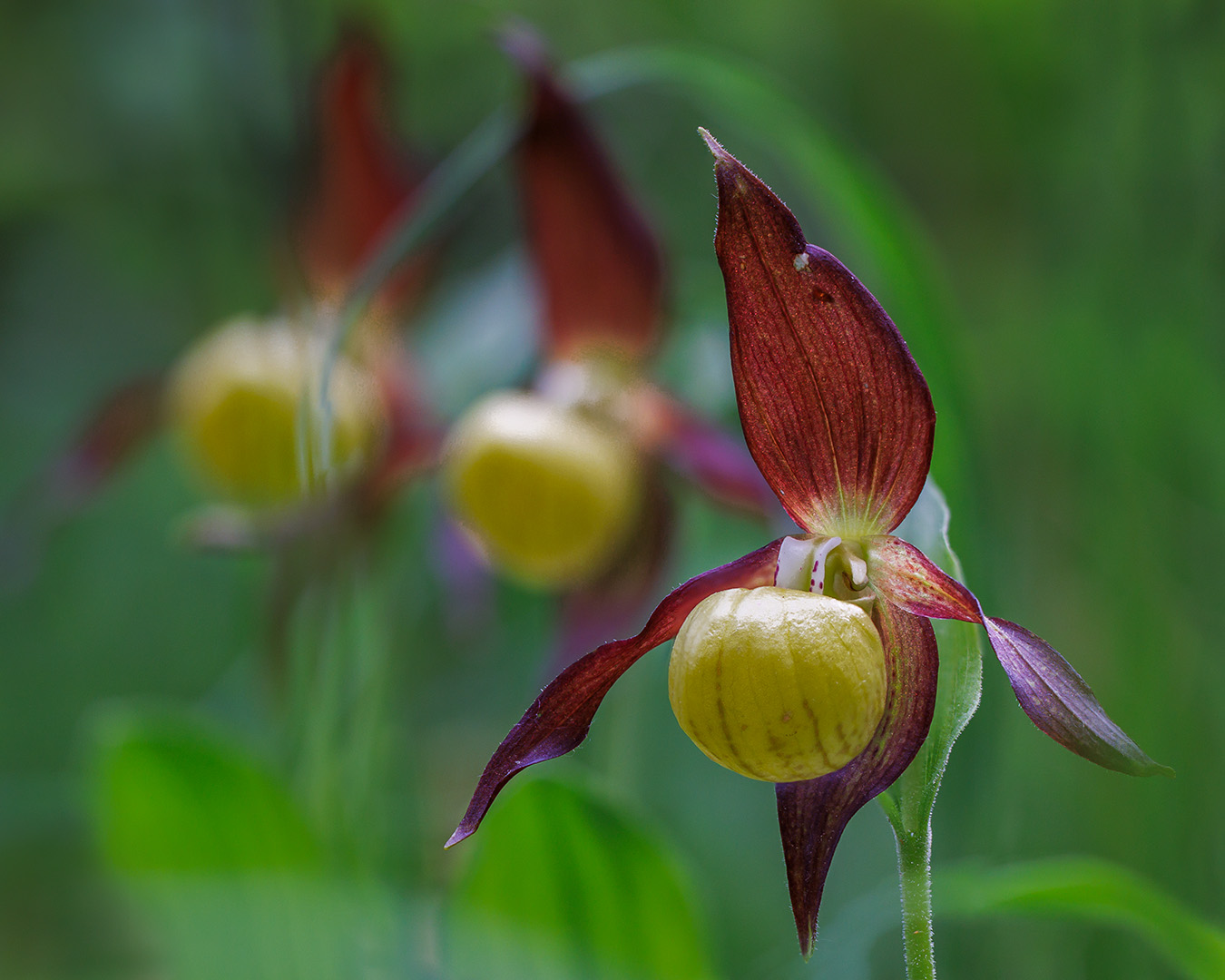 Gelber Frauenschuh (Cypripedium calceolus)