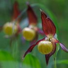 Gelber Frauenschuh (Cypripedium calceolus)