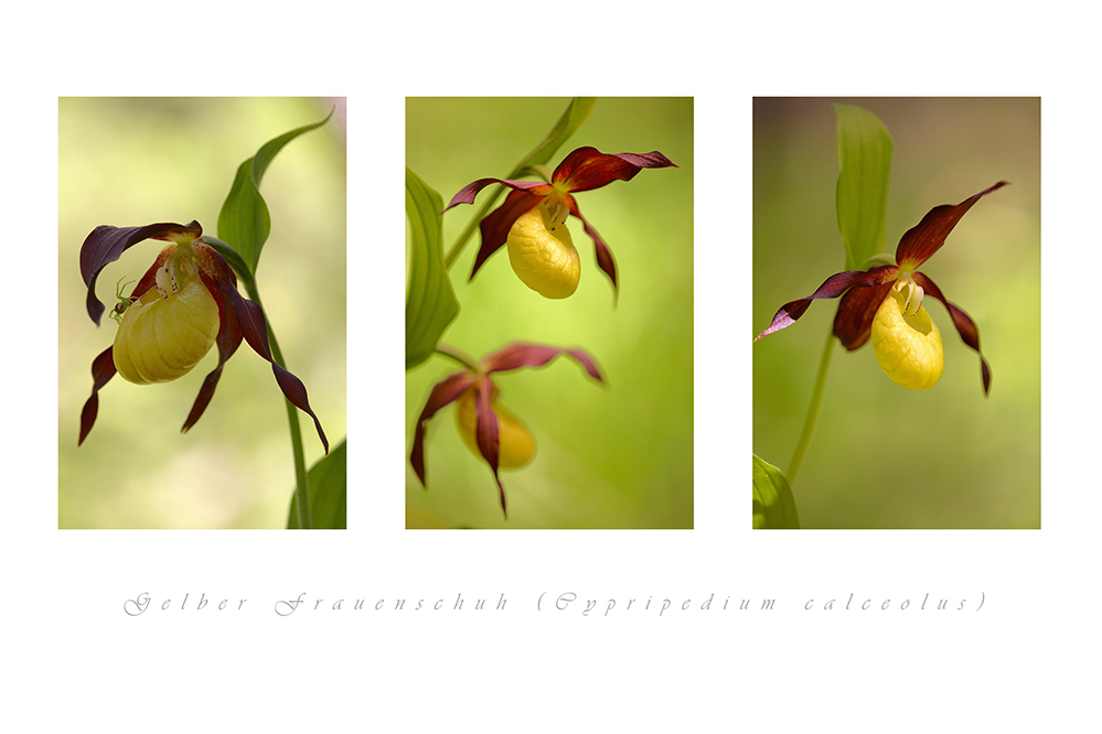 Gelber Frauenschuh (Cypripedium calceolus) #2