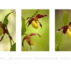 Gelber Frauenschuh (Cypripedium calceolus) #2