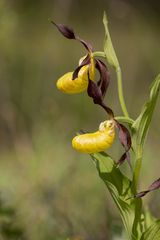 Gelber Frauenschuh (Cypripedium calceolus) - 2