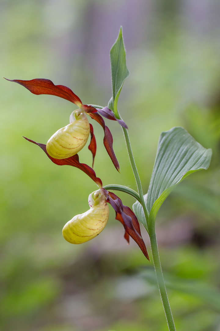 Gelber Frauenschuh (Cypripedium calceolus)