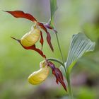 Gelber Frauenschuh (Cypripedium calceolus)