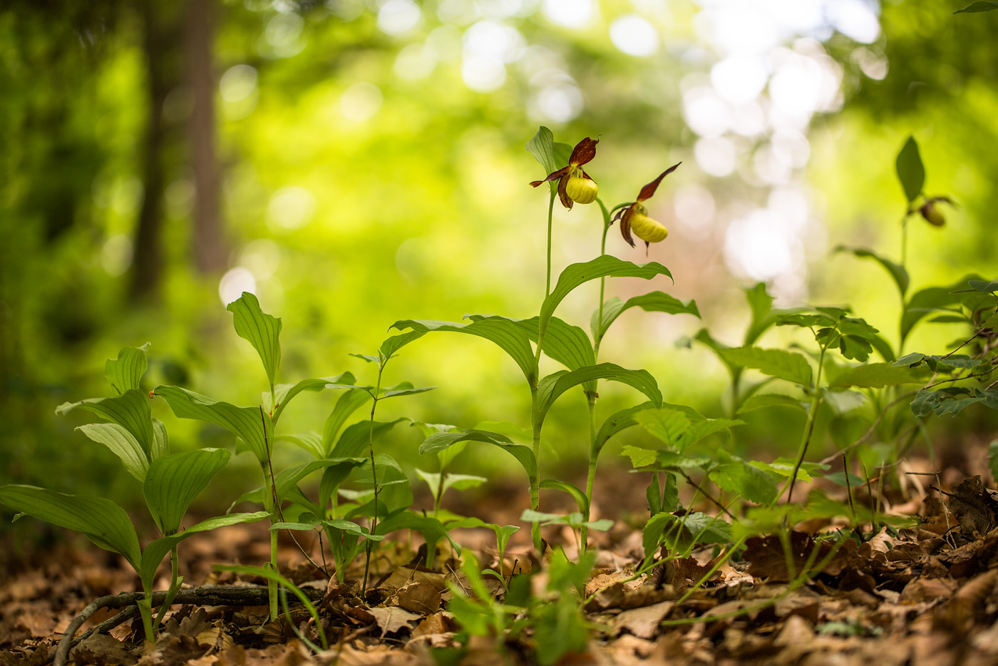 Gelber Frauenschuh (Cypripedium calceolus)