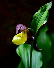 Gelber Frauenschuh (Cypripedium calceolus)