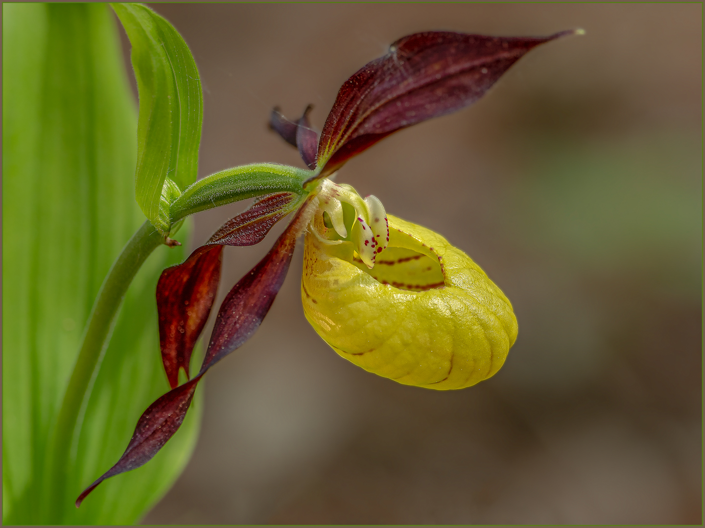 Gelber Frauenschuh (Cypripedium calceolus)