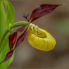 Gelber Frauenschuh (Cypripedium calceolus)