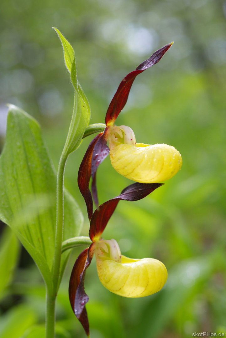 Gelber Frauenschuh (Cypripedium calceolus)