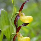 Gelber Frauenschuh (Cypripedium calceolus)