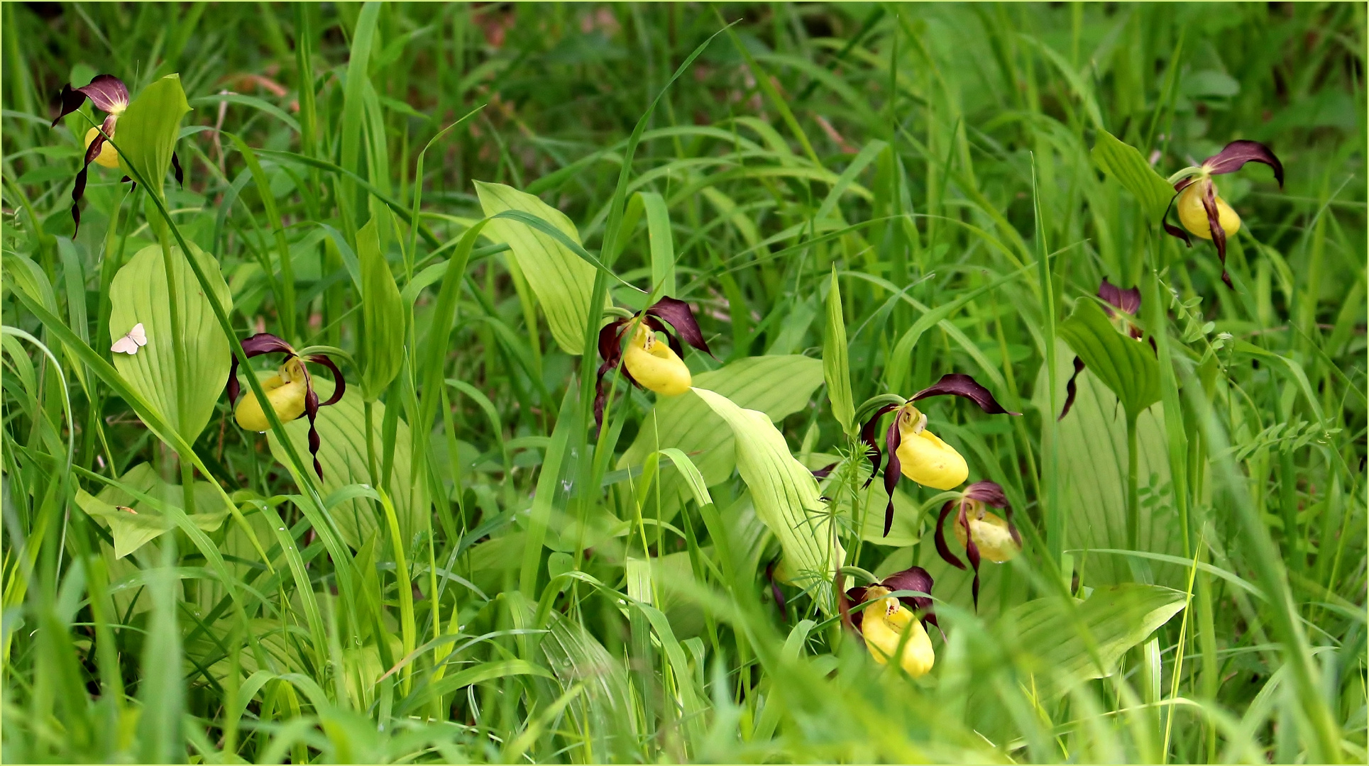 Gelber Frauenschuh (Cypripedium calceolus).