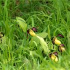 Gelber Frauenschuh (Cypripedium calceolus).