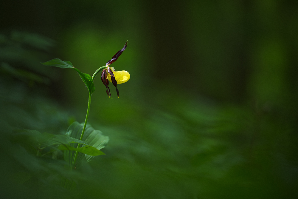 Gelber Frauenschuh (Cypripedium calceolus)