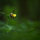 Gelber Frauenschuh (Cypripedium calceolus)