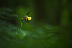 Gelber Frauenschuh (Cypripedium calceolus)