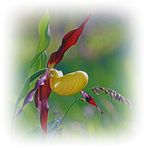  Gelber Frauenschuh (Cypripedium calceolus)