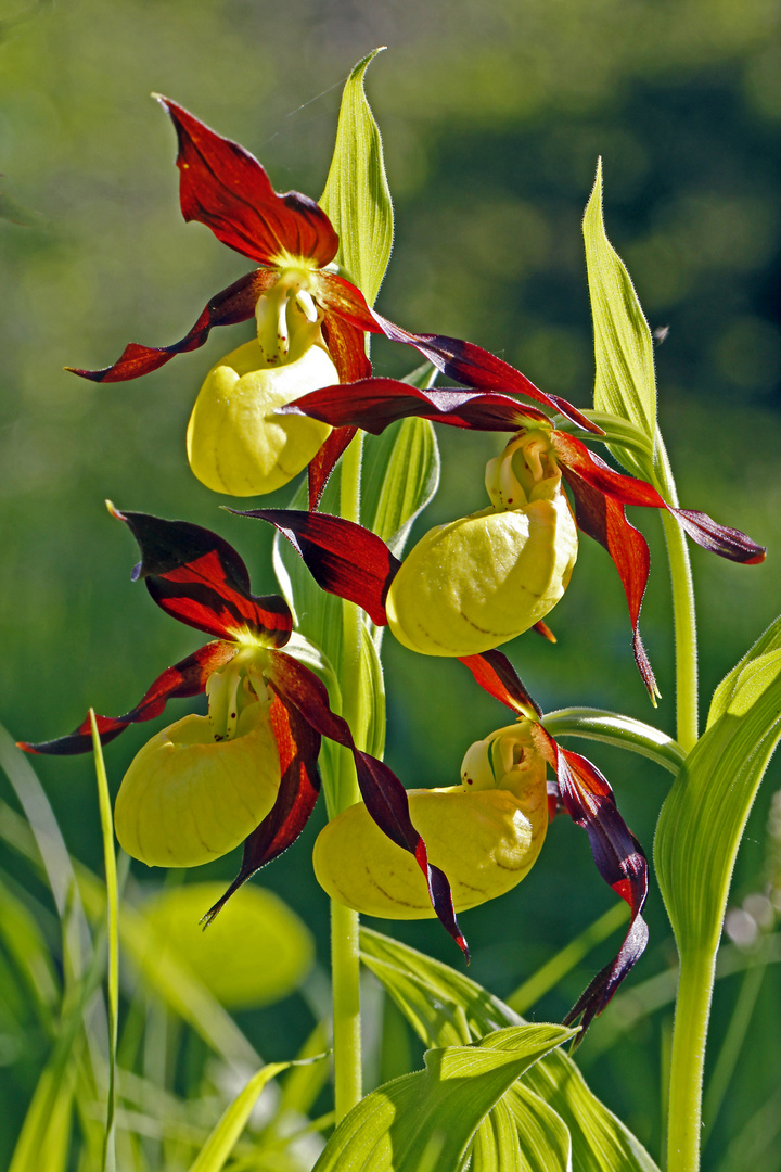 Gelber Frauenschuh (Cypripedium calceolus)