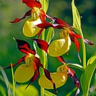 Gelber Frauenschuh (Cypripedium calceolus)