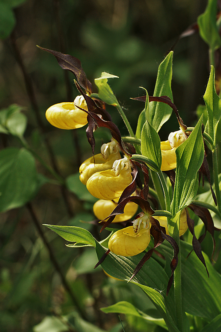 Gelber Frauenschuh (Cypripedium calceolus)