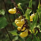 Gelber Frauenschuh (Cypripedium calceolus)