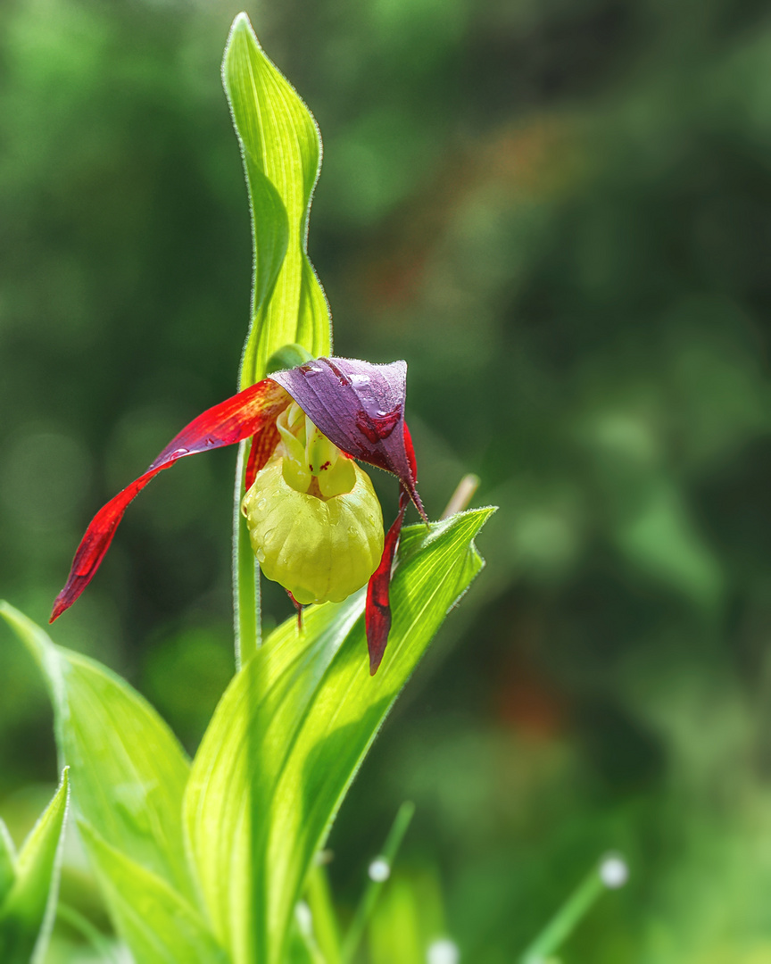 Gelber Frauenschuh (Cypripedium calceolus)