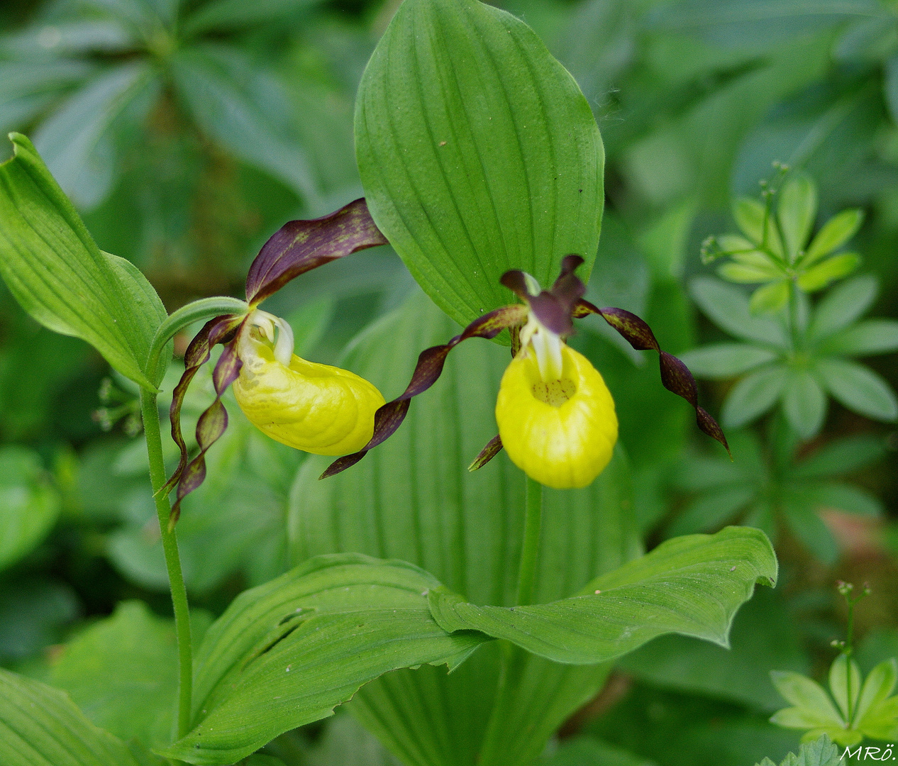 Gelber Frauenschuh (Cypripedium calceolus)