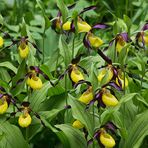 Gelber Frauenschuh (Cypripedium calceolus)