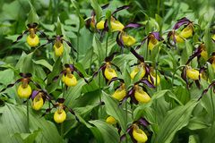 Gelber Frauenschuh (Cypripedium calceolus)