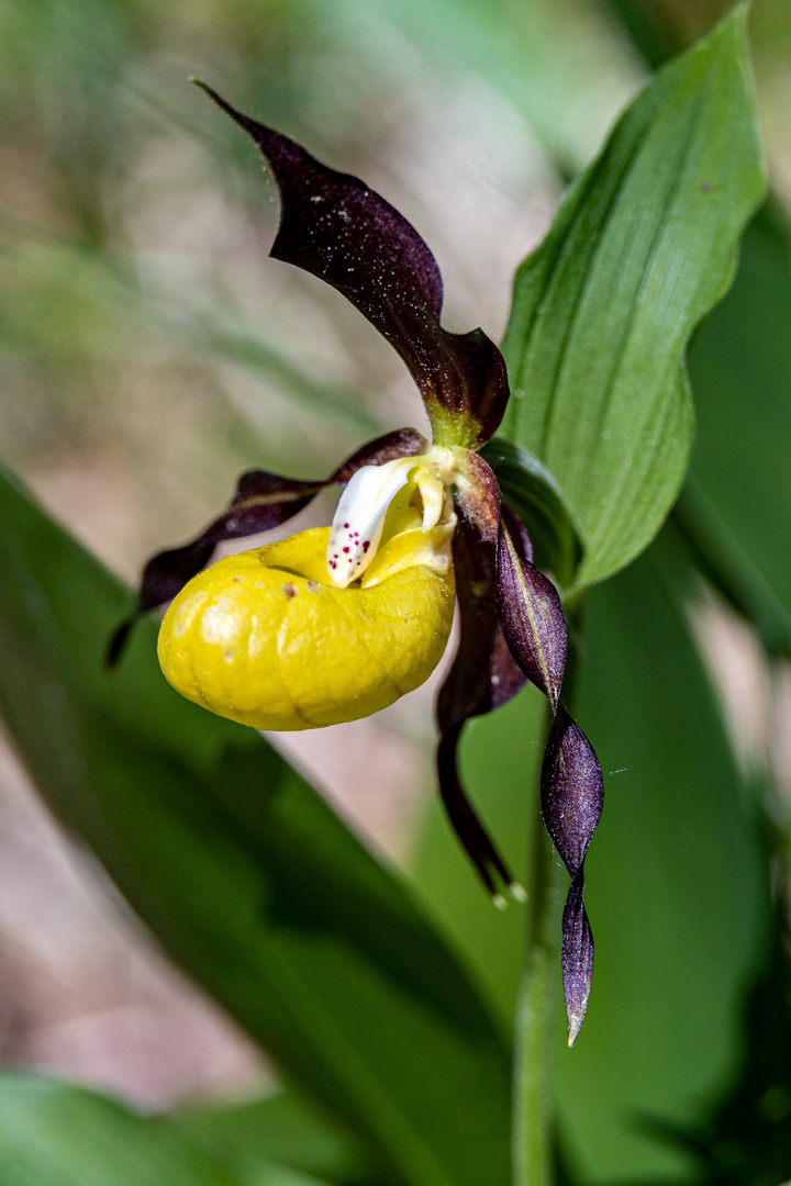 Gelber Frauenschuh (Cypripedium calceolus)