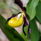 Gelber Frauenschuh (Cypripedium calceolus)