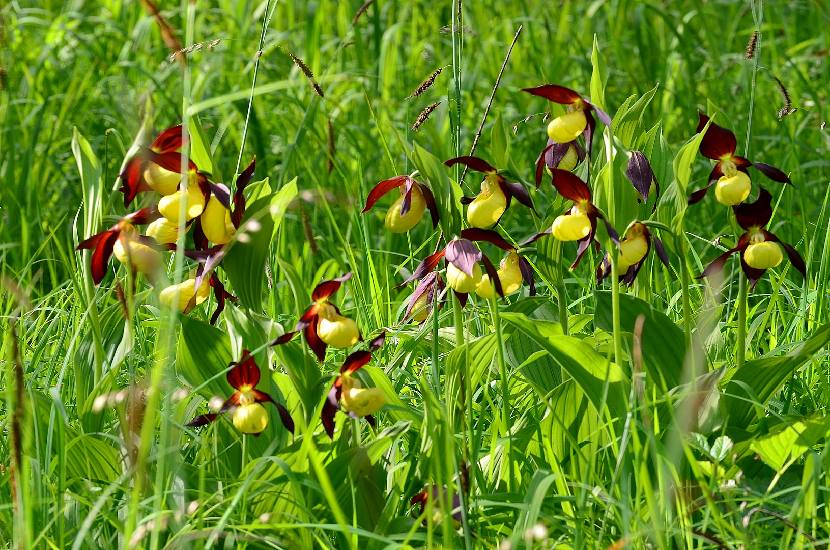 Gelber FrauenschuhCypripedium calceolus Foto & Bild pflanzen, pilze