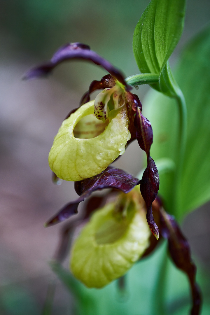 Gelber Frauenschuh - Cypripedium calceolus