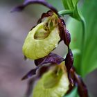 Gelber Frauenschuh - Cypripedium calceolus