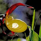 Gelber Frauenschuh (Cypripedium calceolus)