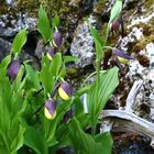 Gelber Frauenschuh - Cypripedium calceolus ...eine weitere große Rarität in meinem Garten  