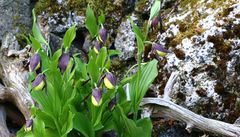 Gelber Frauenschuh - Cypripedium calceolus ...eine weitere große Rarität in meinem Garten  