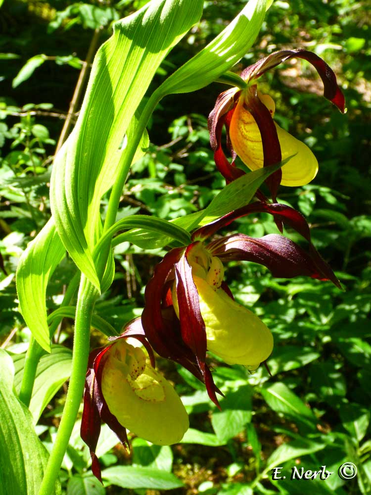 Gelber Frauenschuh (Cypripedium calceolus)