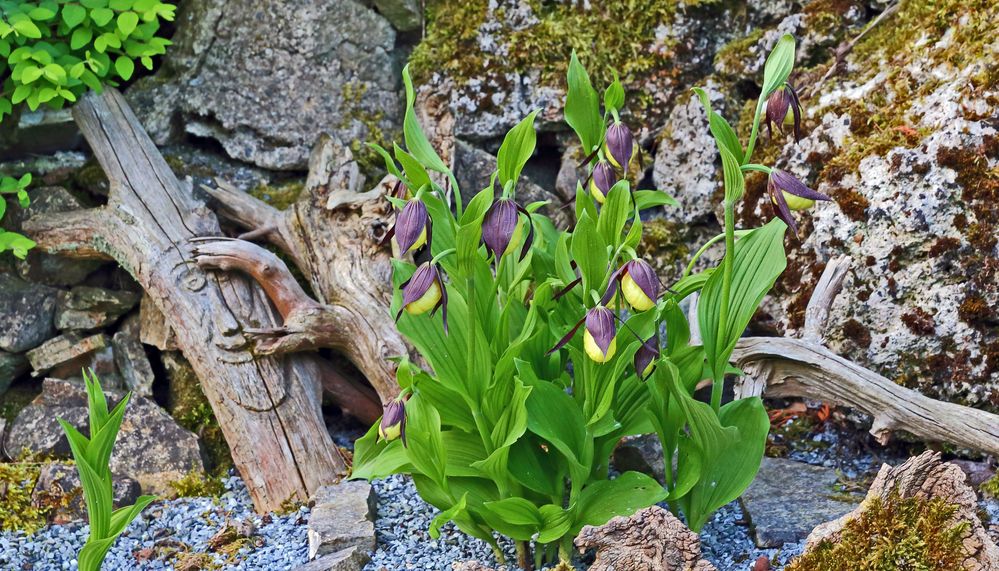 Gelber Frauenschuh eine absolute Rarität im Garten, den ich auch seit 15 Jahren besitze...