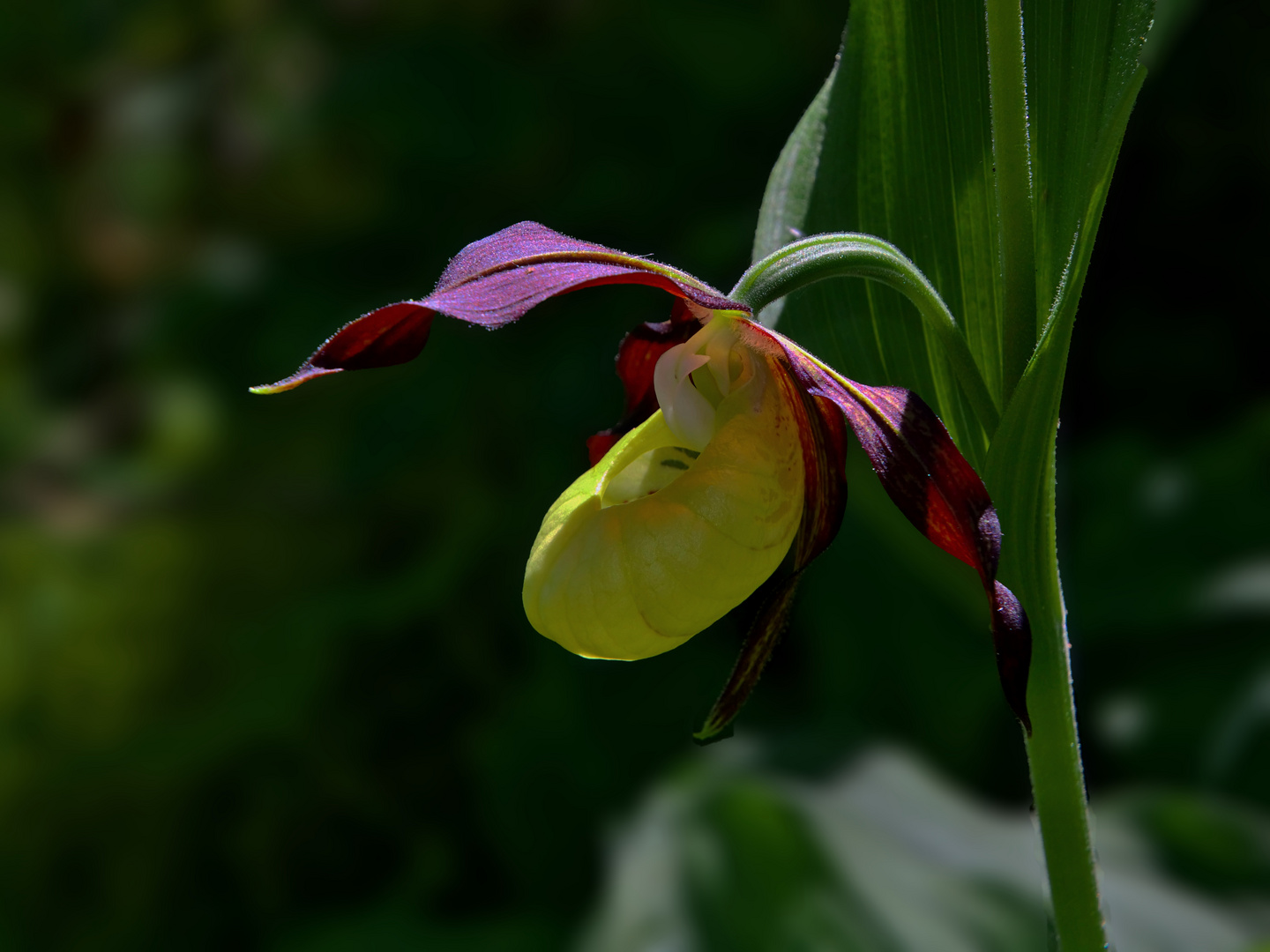 Gelber Frauenschuh