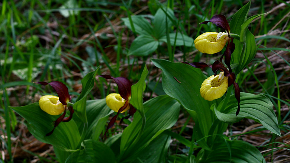 Gelber Frauenschuh I, Cypripedium calceolus, Orchidaceae, NOE Kalkalpen, NOE / A